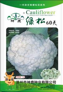 綠松60天