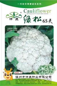 綠松65天