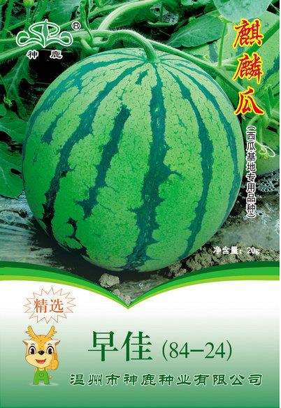 早佳西瓜