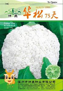 華松75天