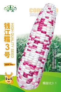 錢江糯3號玉米