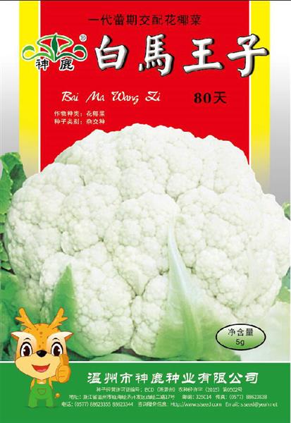 白馬王子80天