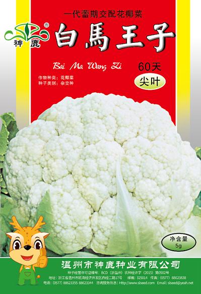 白馬王子60天