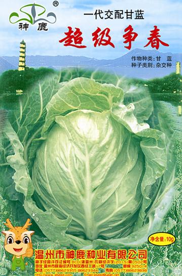 爭春甘藍(lán)