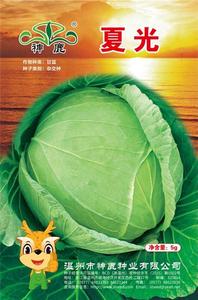 夏光