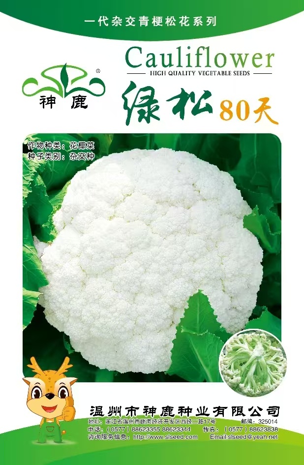 綠松80天